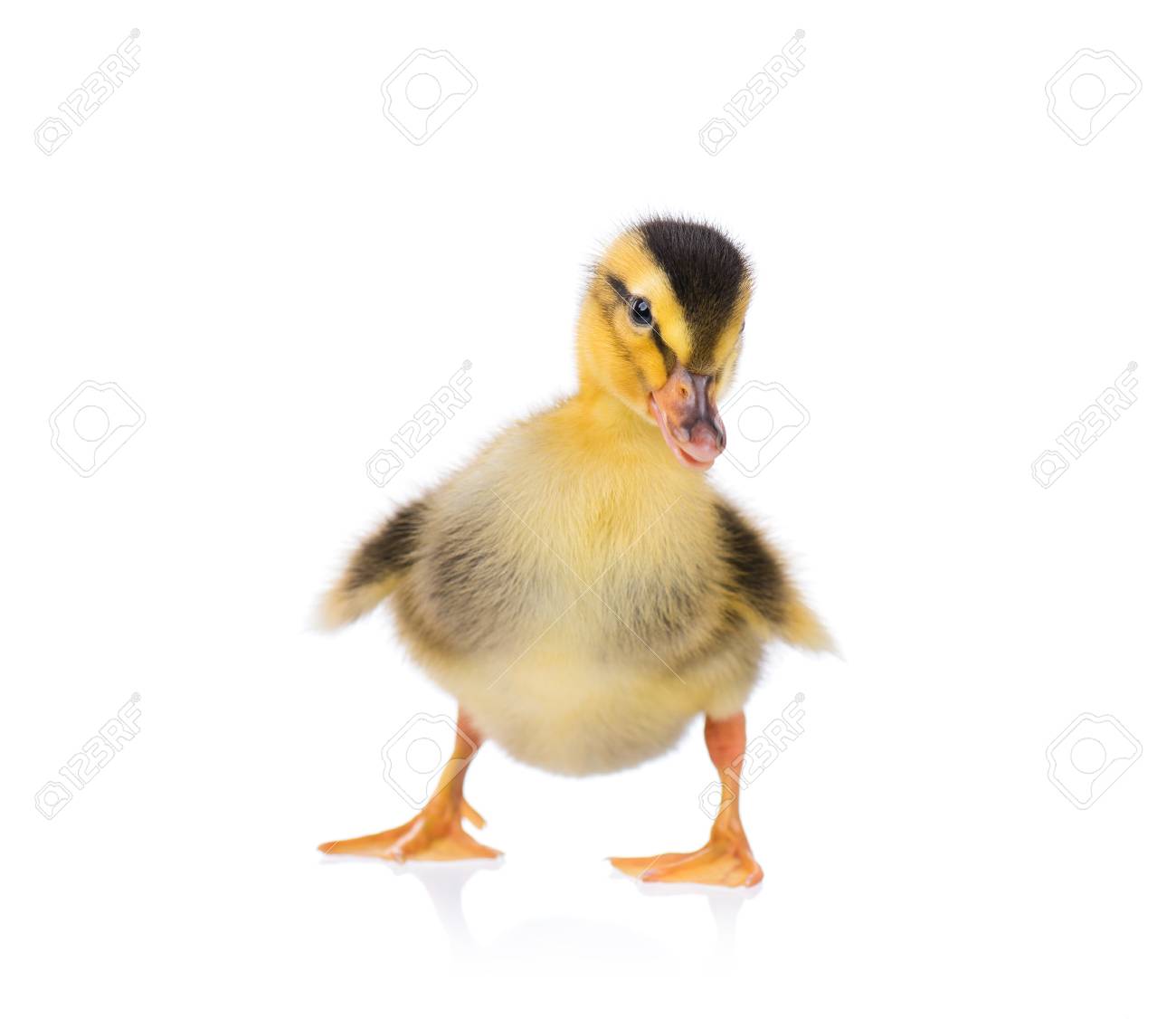 cute little newborn fluffy duckling one young duck isolated stock