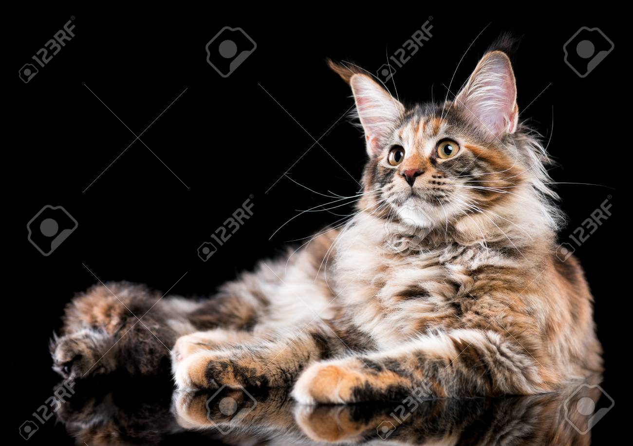Portrait De Chaton Maine Coon En Ecaille De Tortue Domestique Minou Moelleux Sur Fond Noir Adorable Jeune Chat Curieux Couche Et Regardant Au Loin Banque D Images Et Photos Libres De Droits Image