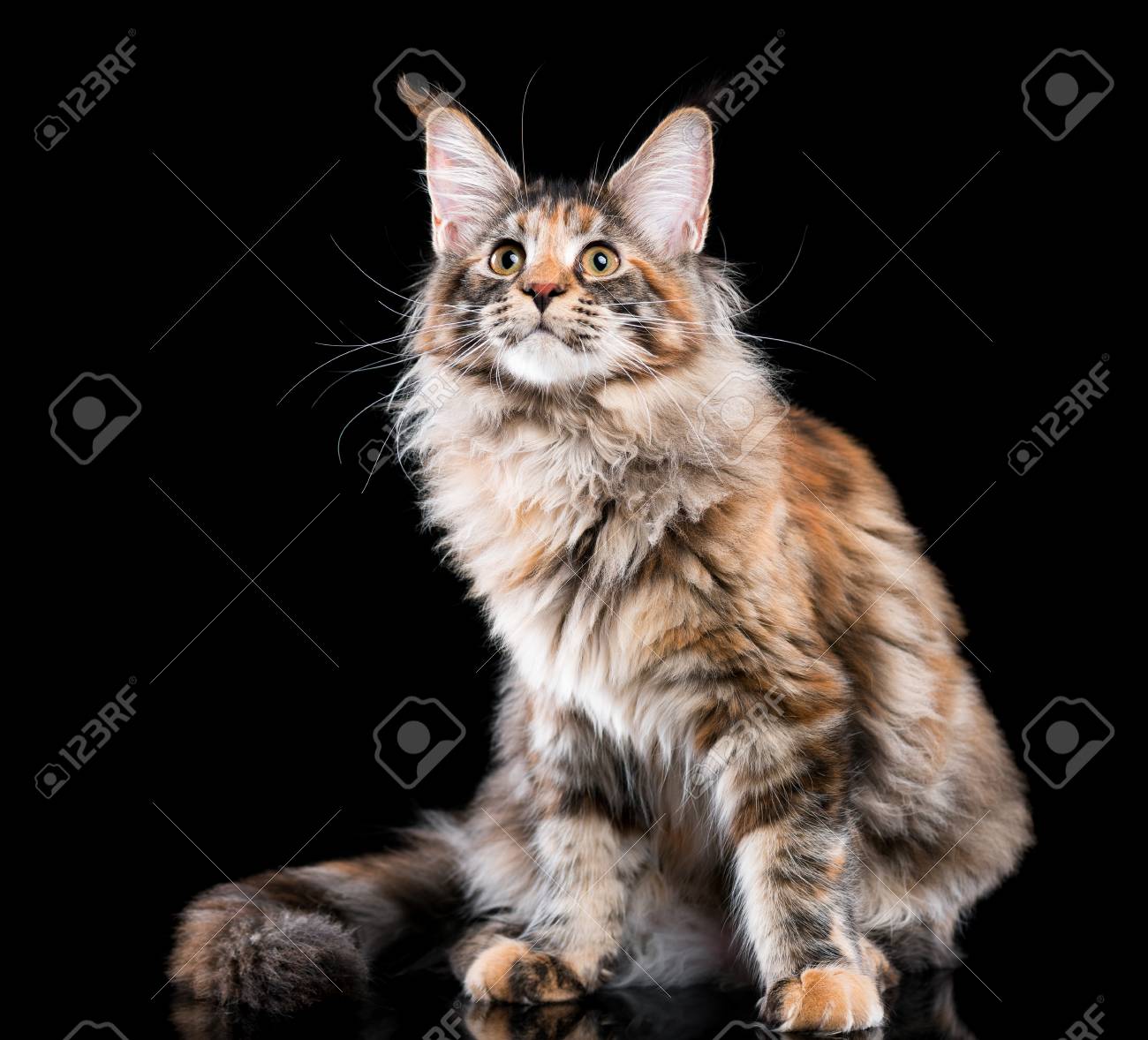 Portrait De Chaton Maine Coon En Ecaille De Tortue Domestique Kitty Moelleux Sur Fond Noir Close Up Studio Photo Adorable Curieux Jeune Chat En Detournant Les Yeux Banque D Images Et Photos Libres De Portrait De Chaton Maine Coon En Ecaille De Tortue Domestique Kitty Moelleux Sur Fond Noir Close Up Studio Photo Adorable Curieux Jeune Chat En Detournant Les Yeux Banque D Images Et Photos Libres De