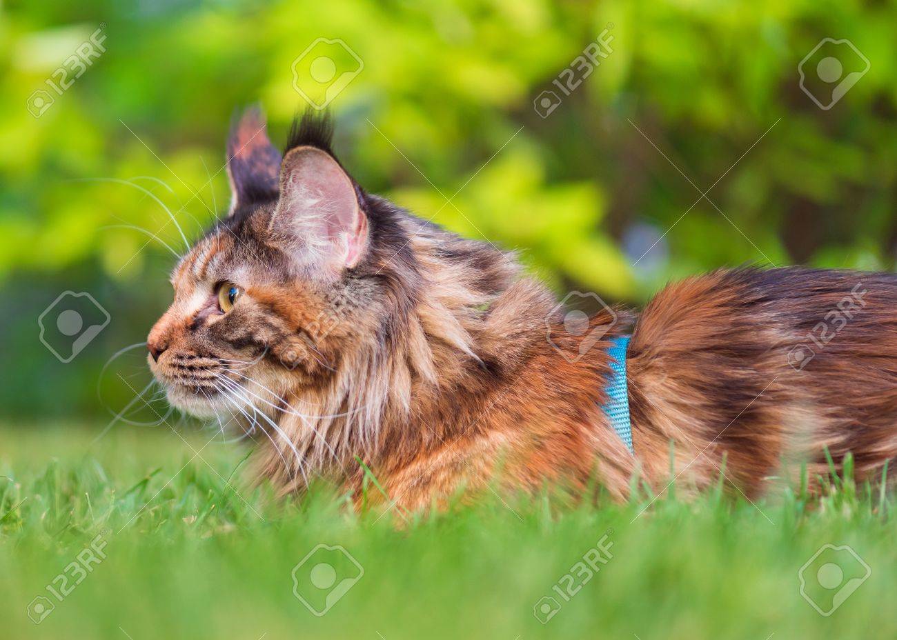 裏庭でリーシュとべっ甲のメインクーンの猫 若いかわいい雌猫はハーネスを着用します ペットの公園で緑の芝生の上の屋外の冒険を歩きます の写真素材 画像素材 Image