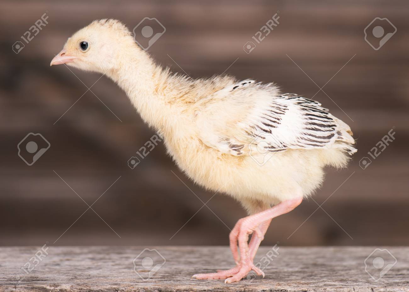 Mignon Petit Dinde De Poulet Nouveau Ne Sur Fond De Bois Un Jeune Grand Gros Oiseau Banque D Images Et Photos Libres De Droits Image
