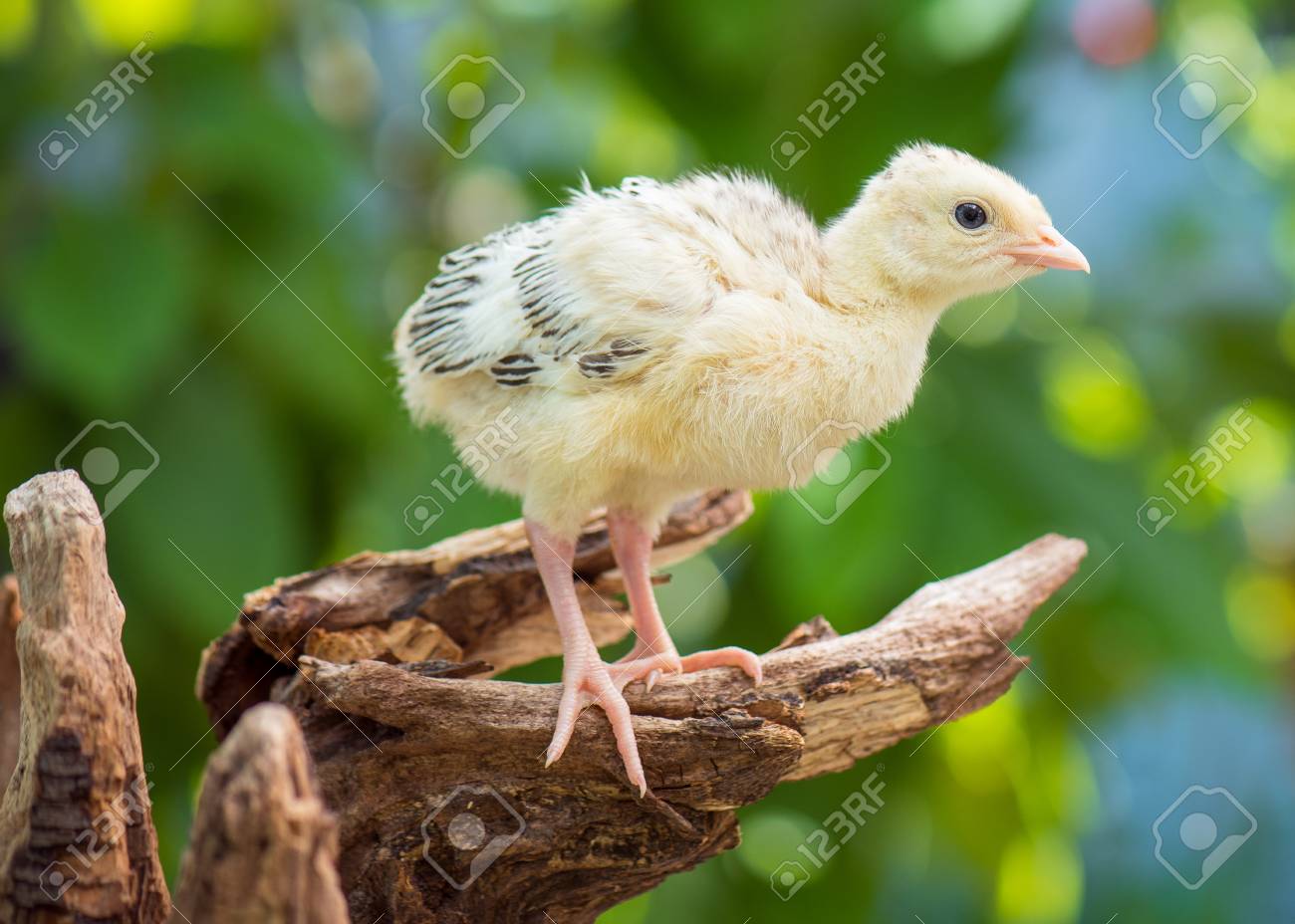 Mignon Petit Dinde De Poulet Nouveau Ne Sur Fond Vert En Plein Air Un Jeune Grand Gros Oiseau Banque D Images Et Photos Libres De Droits Image