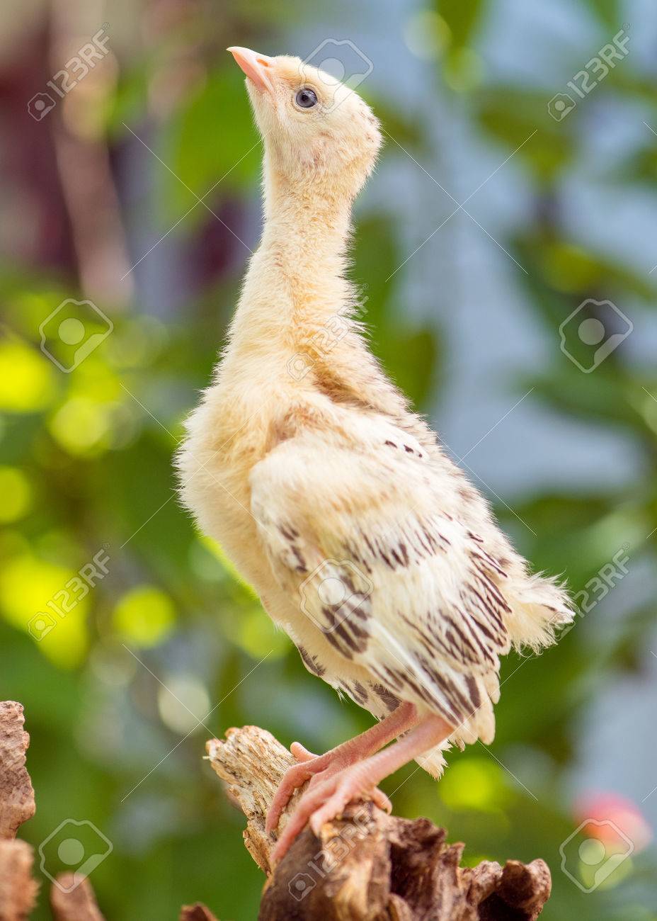 Mignon Petit Dinde De Poulet Nouveau Ne Sur Fond Vert En Plein Air Un Jeune Grand Gros Oiseau Banque D Images Et Photos Libres De Droits Image