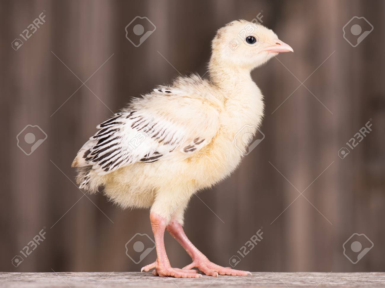 Mignon Petit Dinde De Poulet Nouveau Ne Sur Fond De Bois Un Jeune Grand Gros Oiseau Banque D Images Et Photos Libres De Droits Image