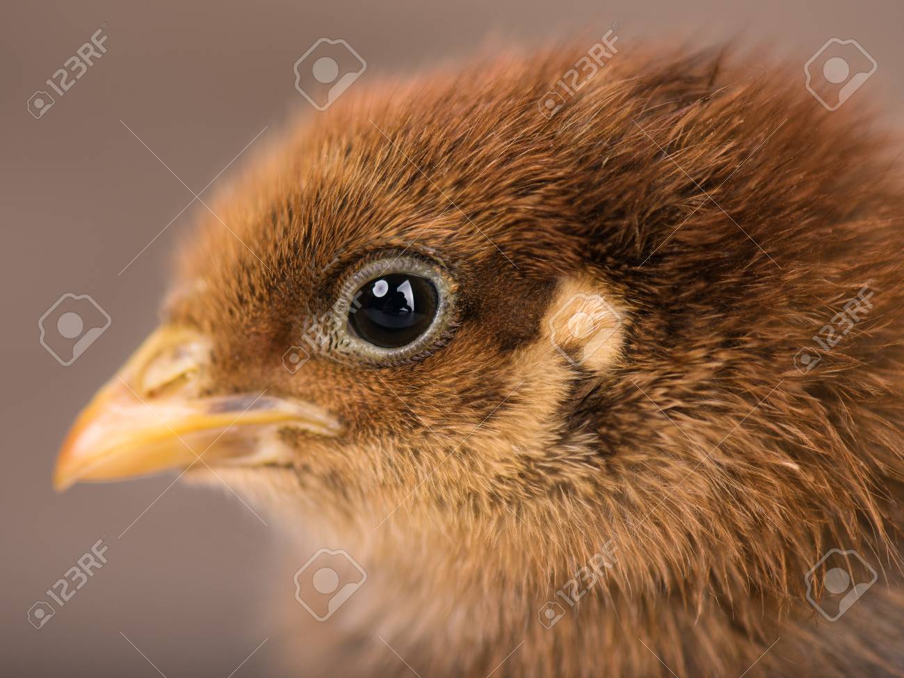 養鶏場で鶏の赤ちゃん。かわいい小さな新生児の茶色ひよこ