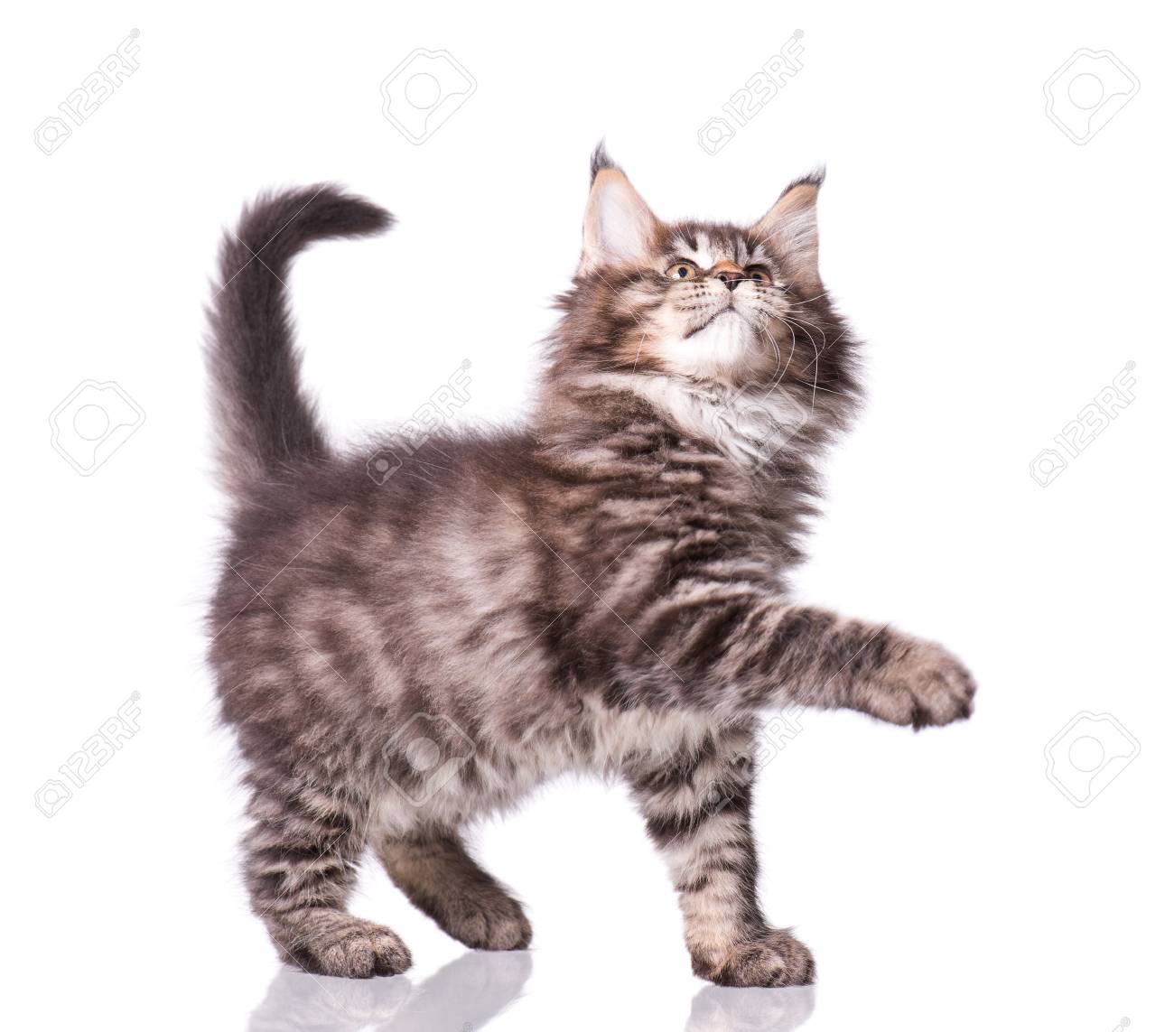 Chaton Maine Coon Age De 2 Mois Chat Isole Sur Fond Blanc Portrait De Beau Chat Domestique Banque D Images Et Photos Libres De Droits Image