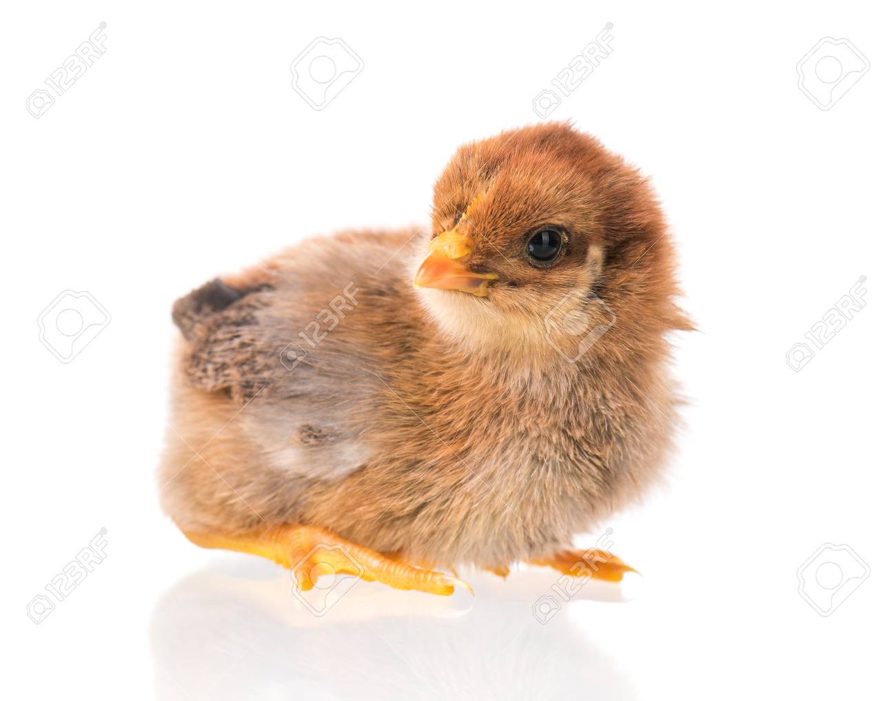 cute little newborn chicken isolated on white background newly