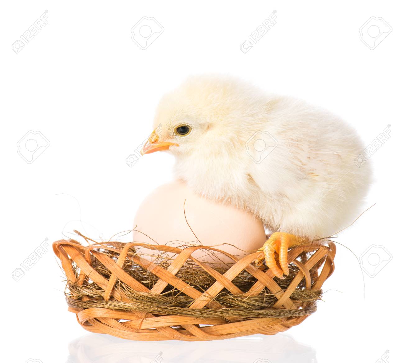 cute little newborn chicken standing in nest with egg isolated