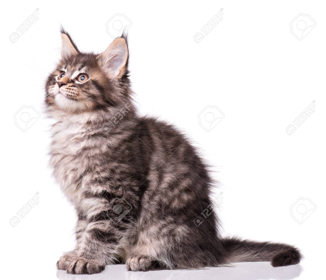 メインクーン子猫生後2ヶ月 白い背景に隔離された猫 美しい国産の子猫の肖像画 の写真素材 画像素材 Image