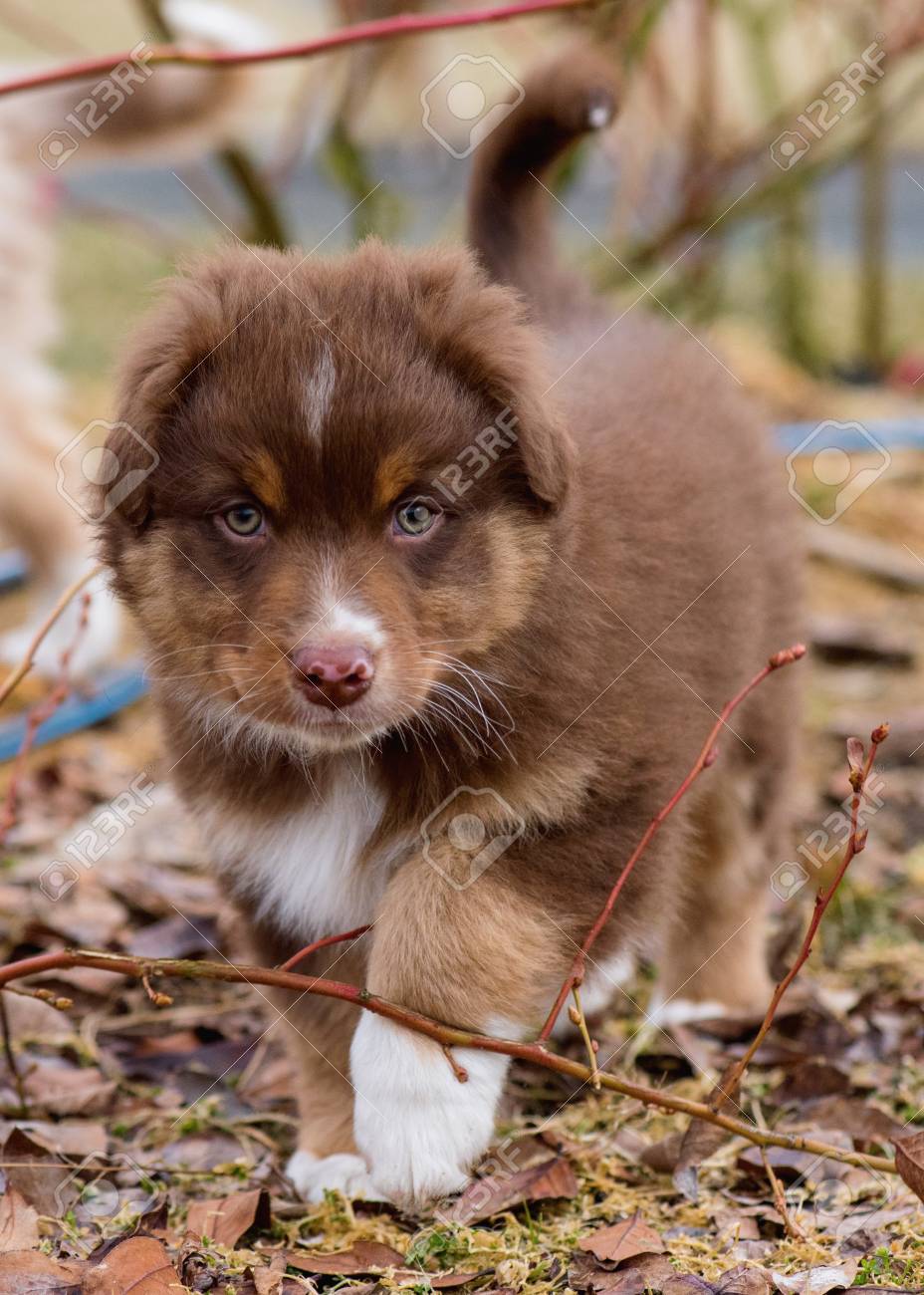 tri red aussie