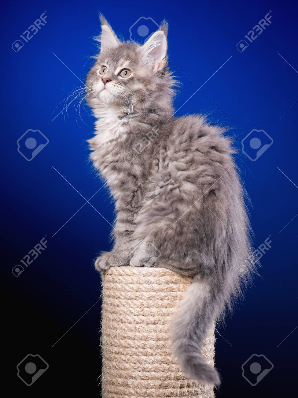 Chaton Maine Coon Age De 2 Mois Assis Sur Un Poteau A Gratter Pour Chats Photo De Studio De Beau Chat Domestique Gris Sur Fond Bleu Banque D Images Et Photos Libres De