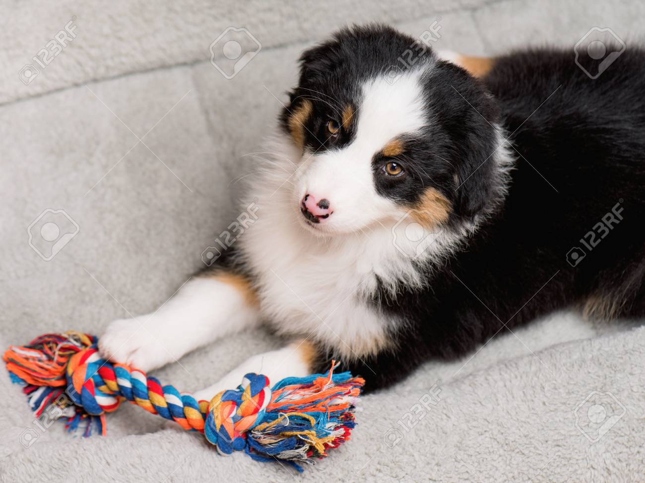 black tri toy aussie