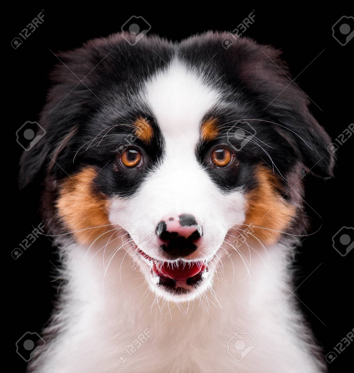 black tri color aussie