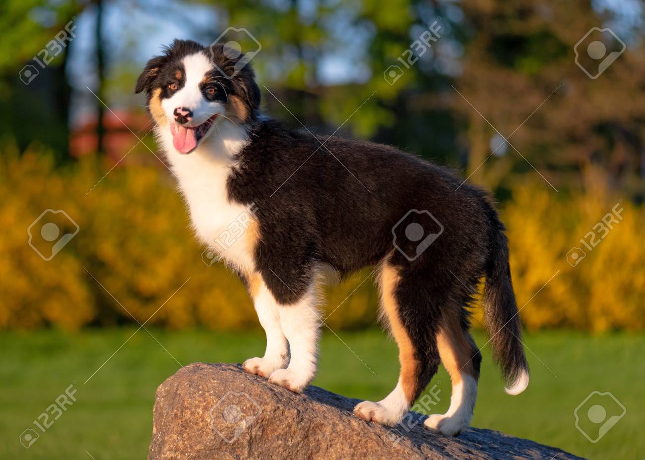 3 month australian shepherd