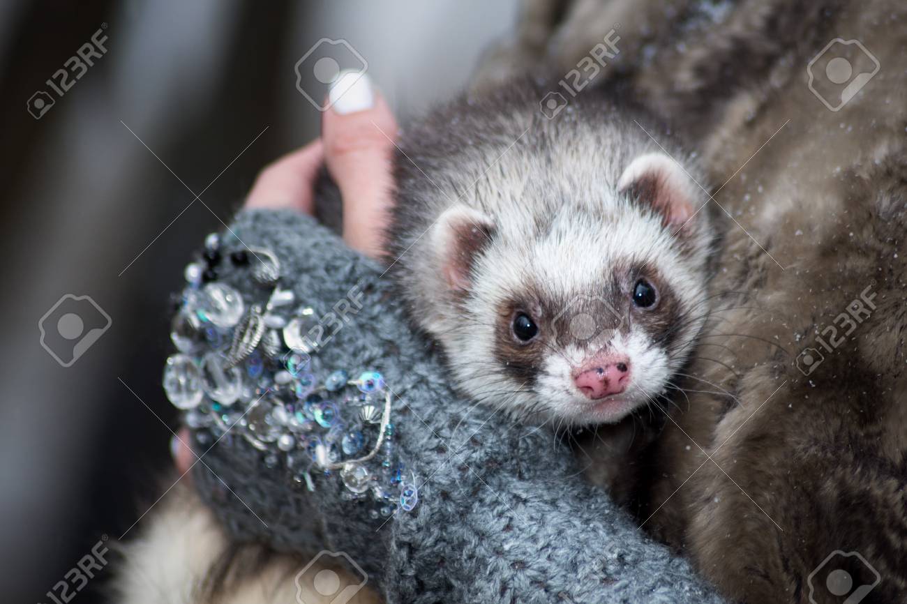 white and black ferret