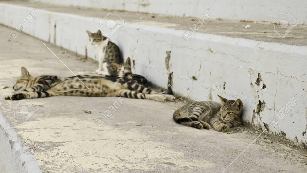 etiam-dictum-ipsum-a-felis