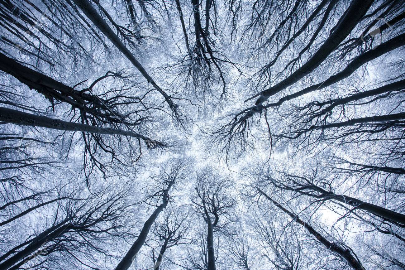 artsy wide angle tree pattern stock photo picture and royalty free
