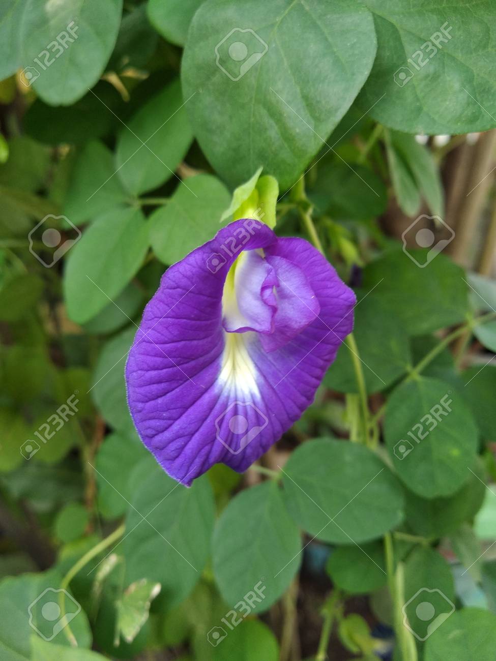 etiam-dictum-ipsum-a-felis