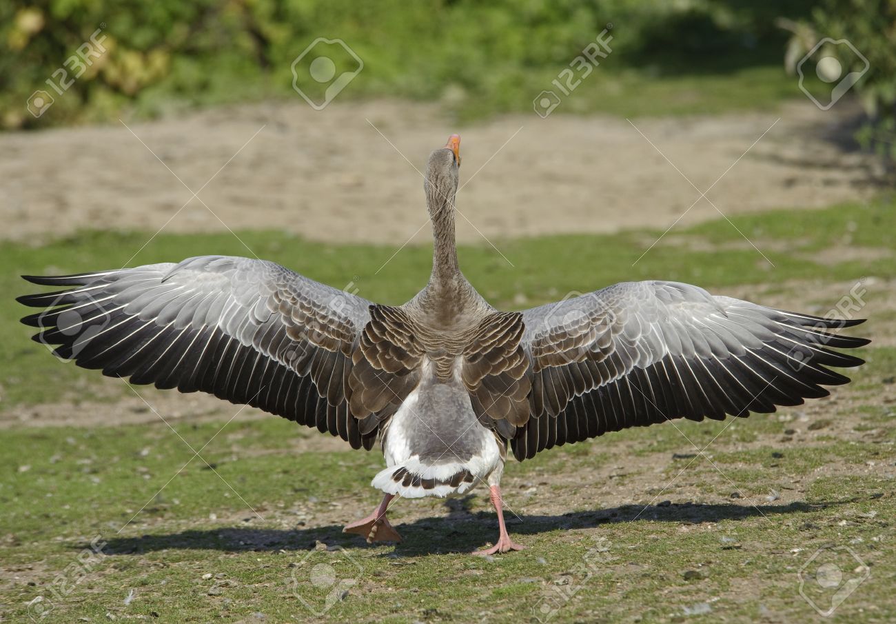 greylag goose with open