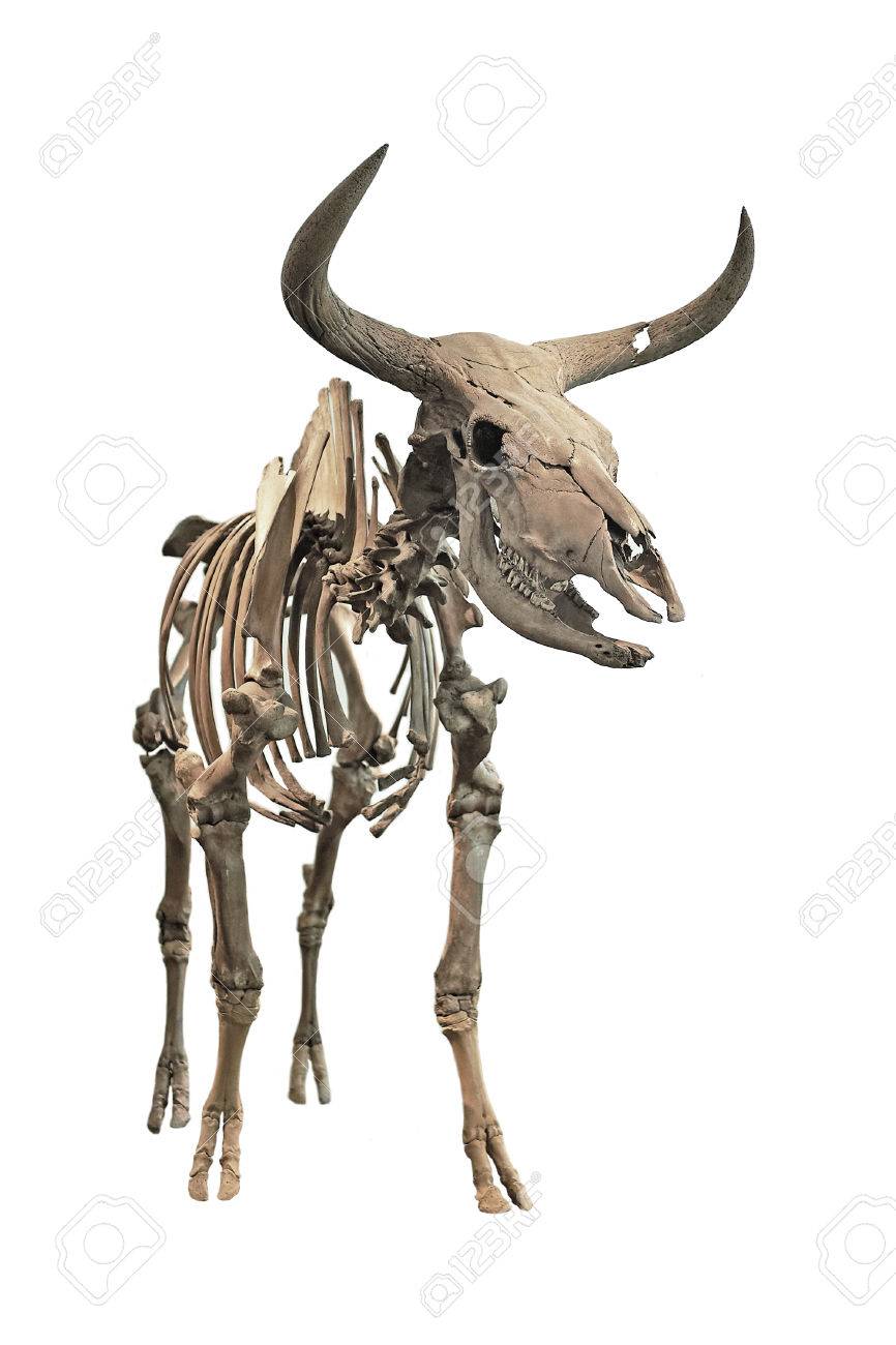 the skeleton of an extinct aurochs on a white background stock photo extinct aurochs size