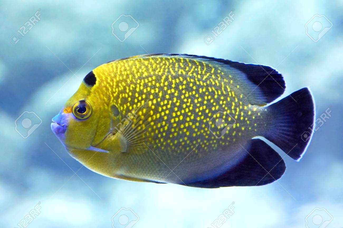 Closeup image of the Goldflake Angelfish seen from the side - 48246710 Closeup image of the Goldflake Angelfish seen from the side - 48246710