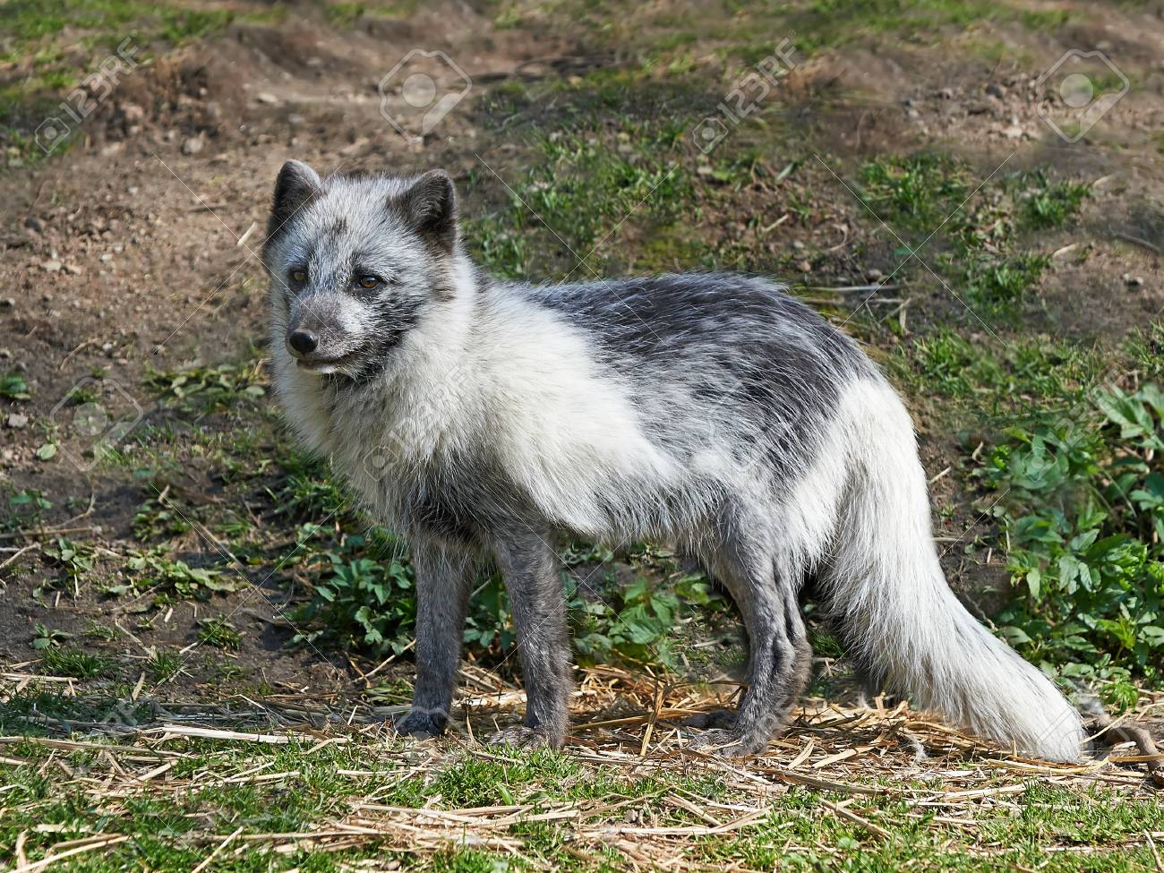 ホッキョクギツネ 原皮 【公式通販】