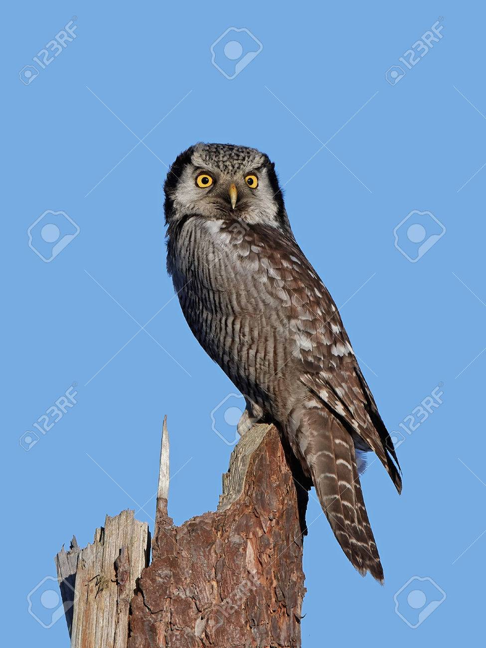 オナガフクロウ壊れた木の幹の上に座って の写真素材 画像素材 Image