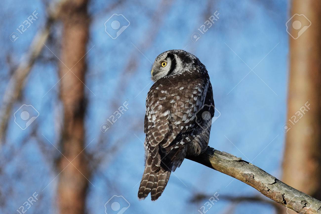 オナガフクロウその生息地で支店で休憩 の写真素材 画像素材 Image