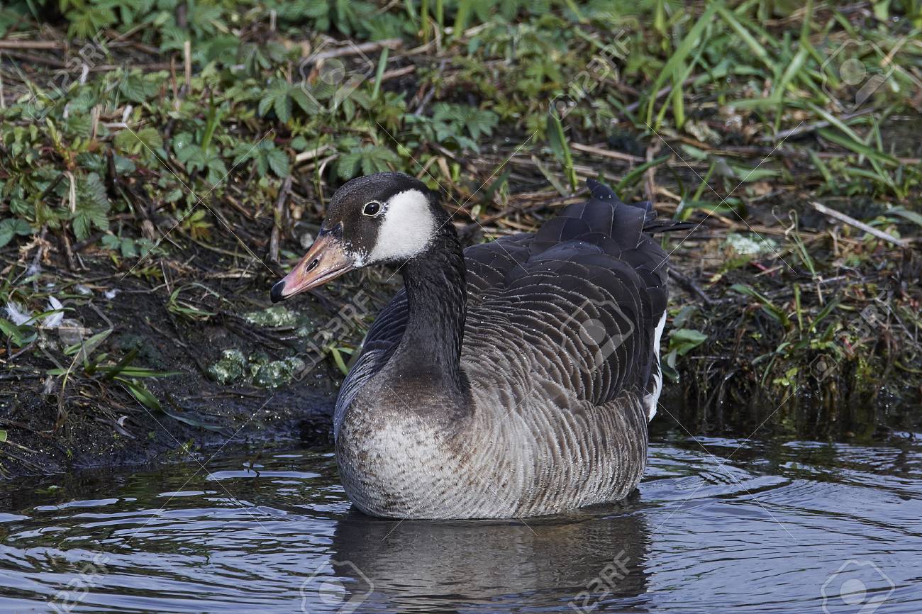 canada goose natural habitat canada goose natural habitat