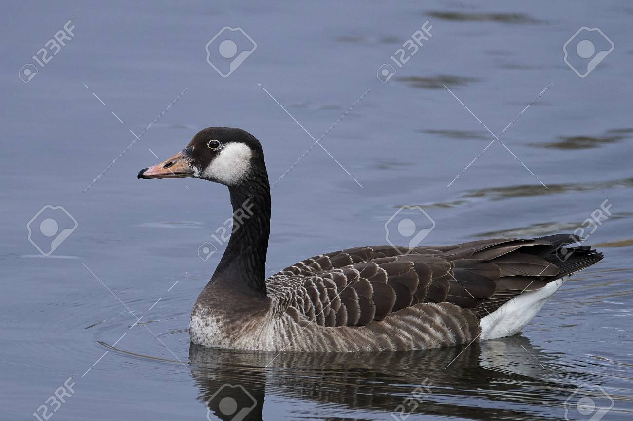 canada goose natural habitat canada goose natural habitat