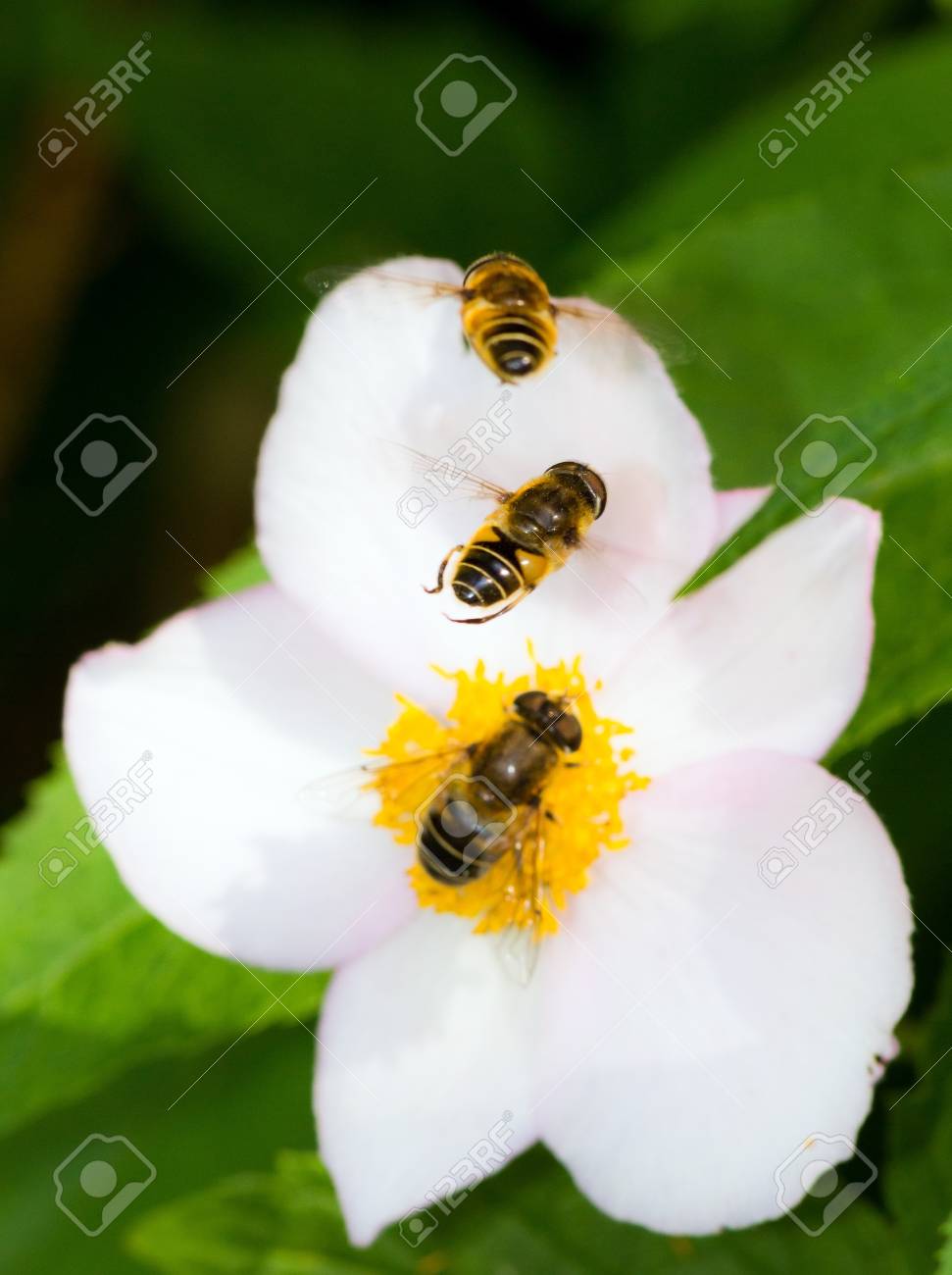 etiam-dictum-ipsum-a-felis