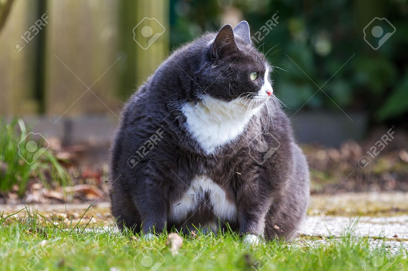 Obese Pussy Cat Sits In The Garden And Looks At Some Birds She Stock Photo Picture And Royalty Free Image Image