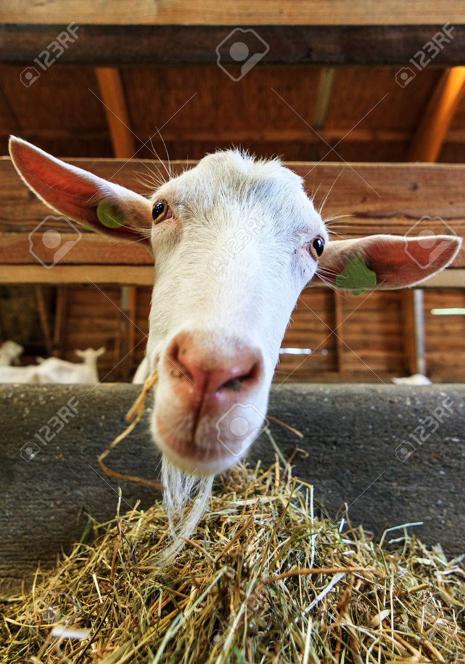 Close Up Of A Dutch Saanen Goat Capra Aegagrus Hircus Stock Photo Picture And Royalty Free Image Image 24324427