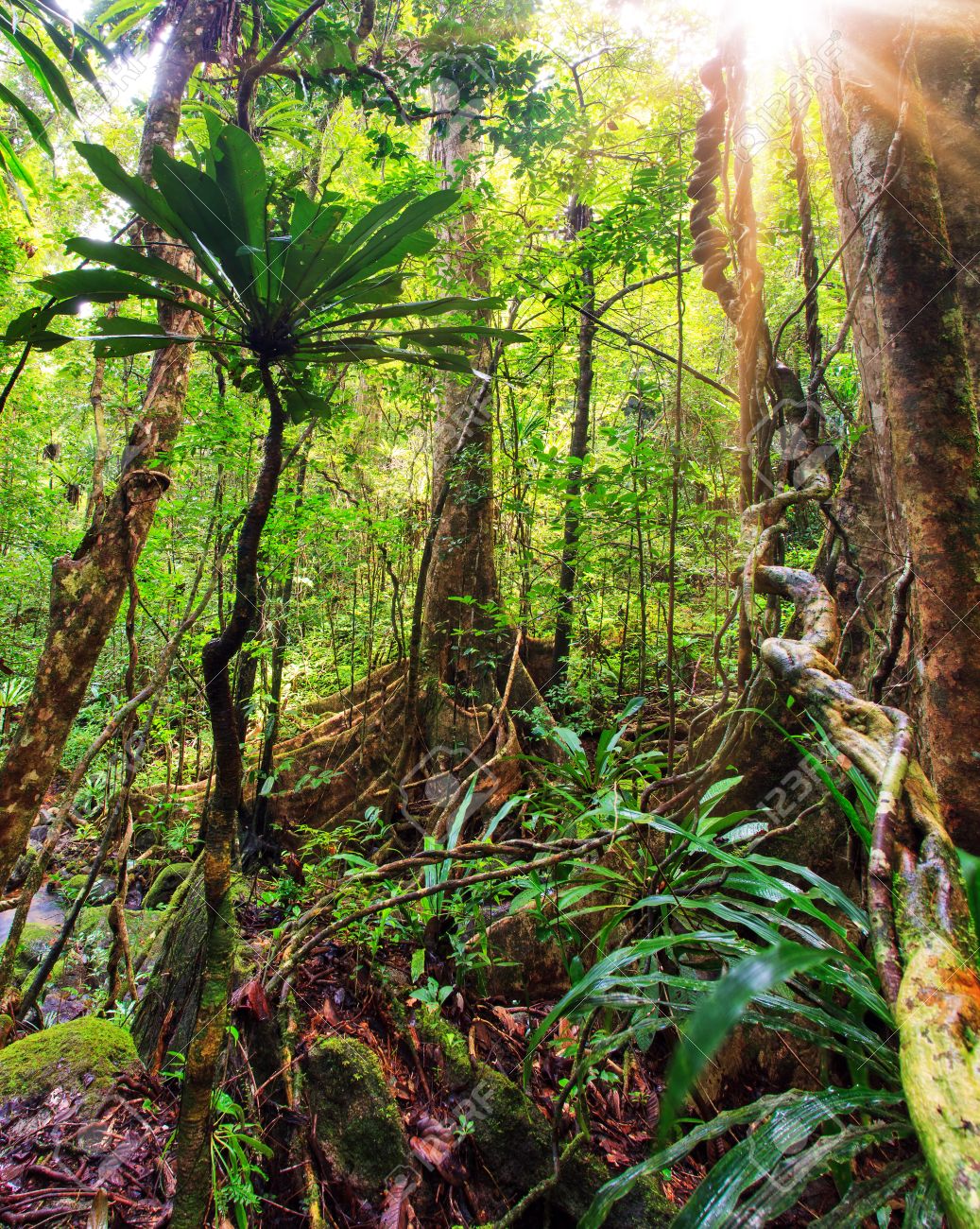 Schone Vertikalen Panorama In Den Regenwald Dschungel Der Masoala Nationalpark In Madagaskar Lizenzfreie Fotos Bilder Und Stock Fotografie Image