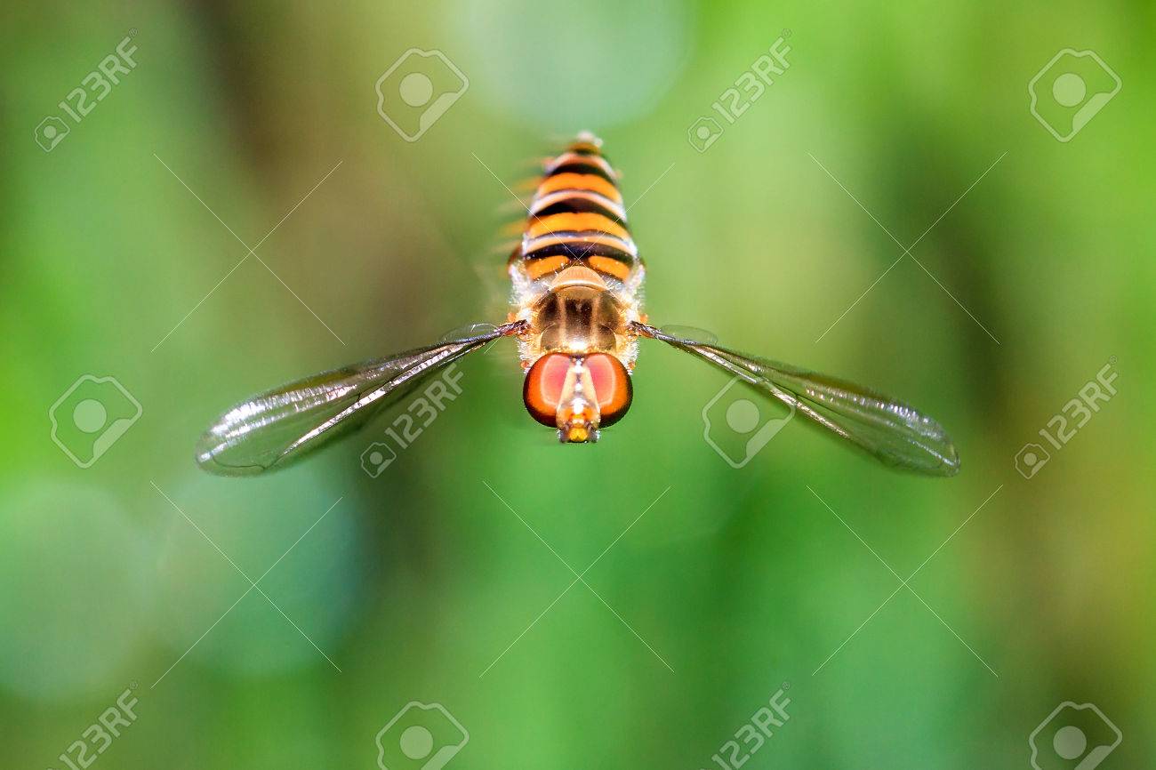 sweat fly