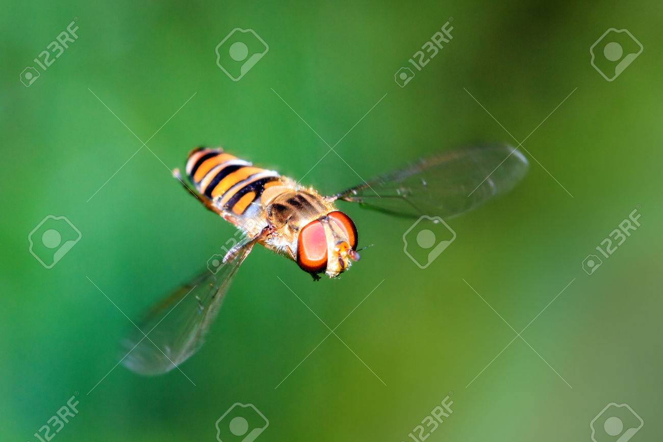 sweat bee stock photos royalty free sweat bee images sweat flies