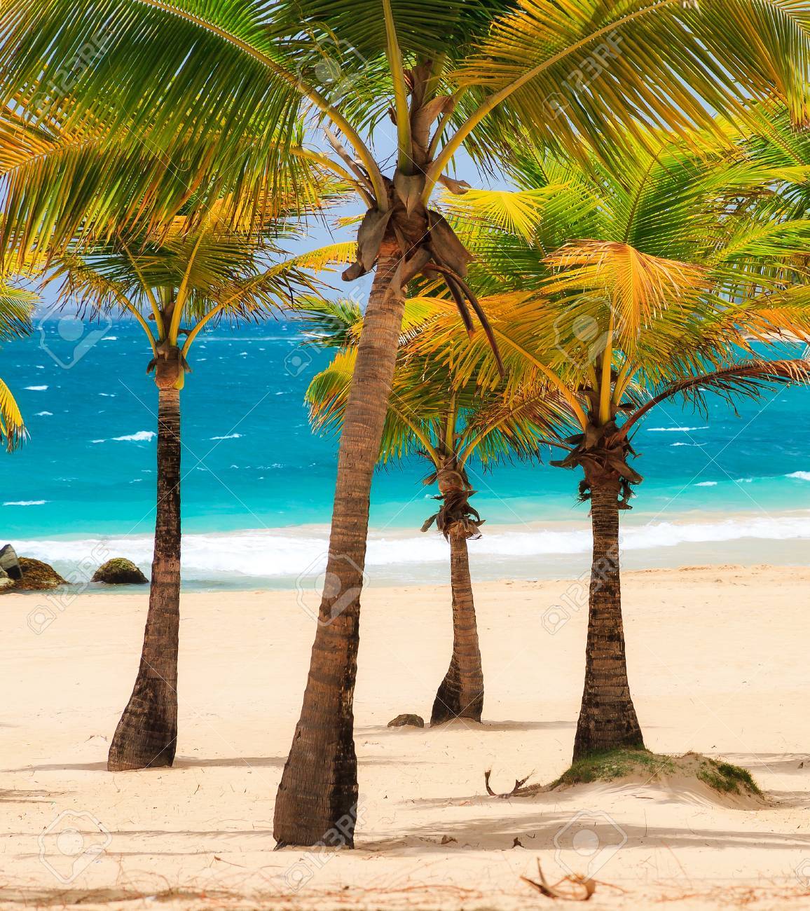 De Beaux Palmiers Trcal Sur La Plage Touristique Populaire De Condado à San Juan Puerto Rico