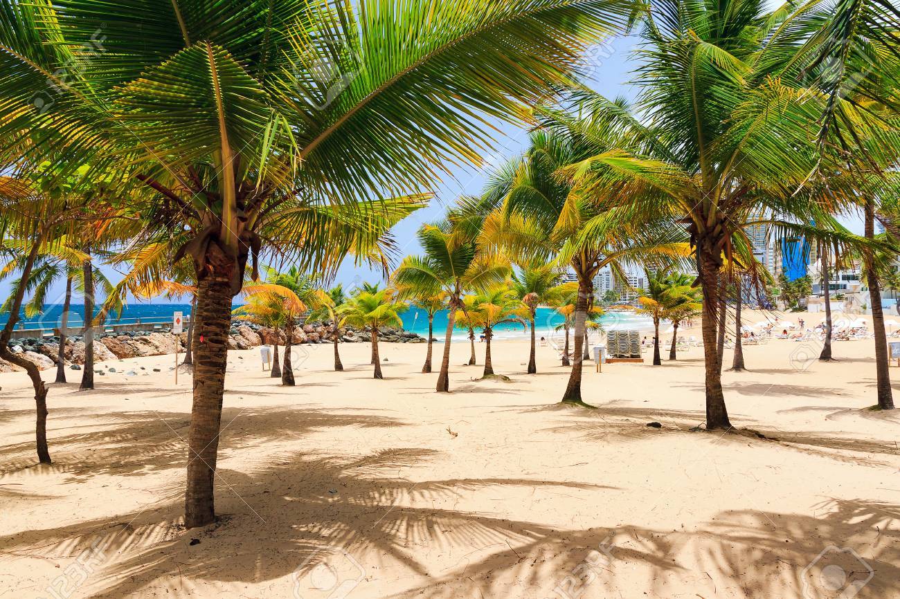 Beautiful Tropical Palm Trees At Popular Touristic Condado Beach In San Juan Puerto Rico Stock Photo Picture And Royalty Free Image Image 6974 Beautiful Tropical Palm Trees At Popular Touristic Condado Beach In San Juan Puerto Rico Stock Photo Picture And Royalty Free Image Image 6974