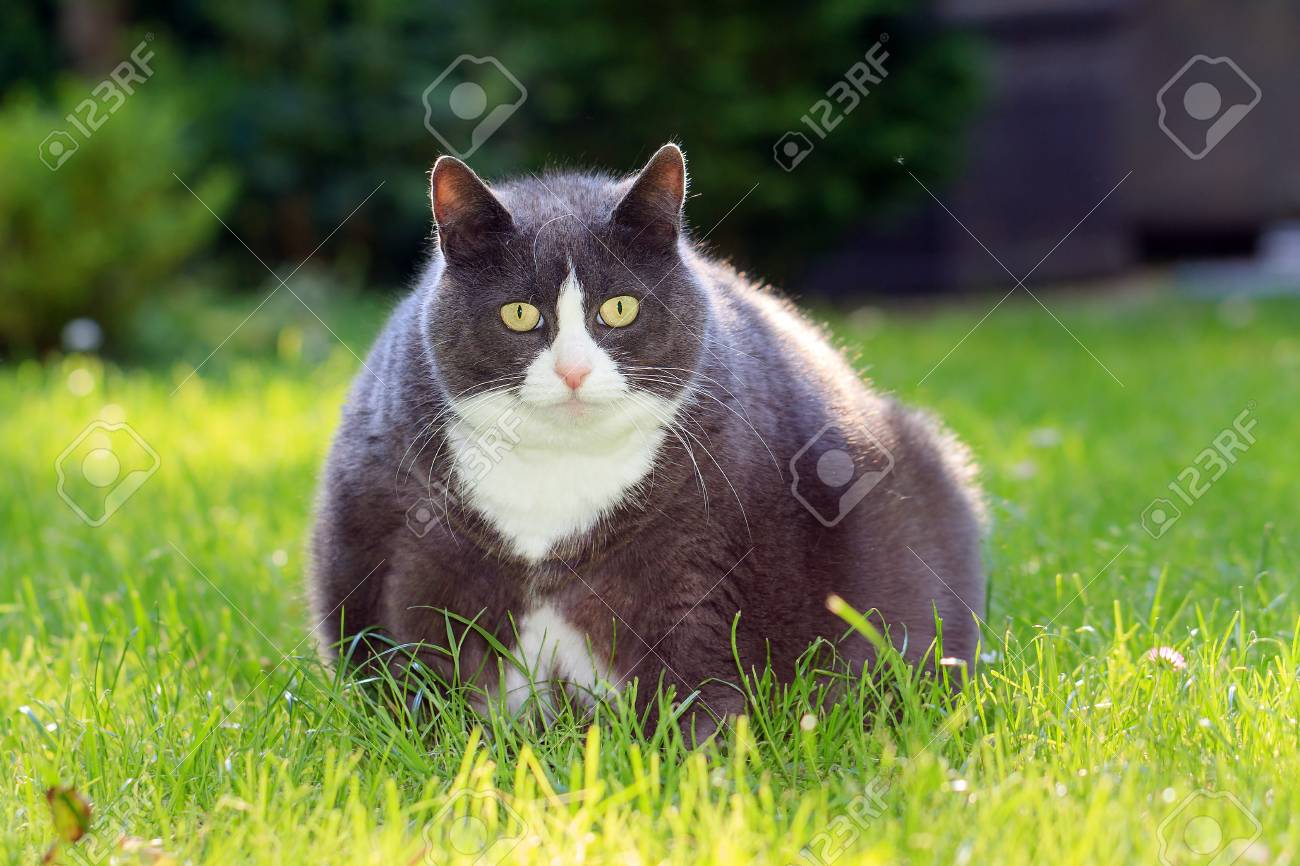 Slight Obese Or Fat Pussy Cat Outside In The Sunny Garden With Fresh Green Slight Obese Or Fat Pussy Cat Outside In The Sunny Garden With Fresh Green
