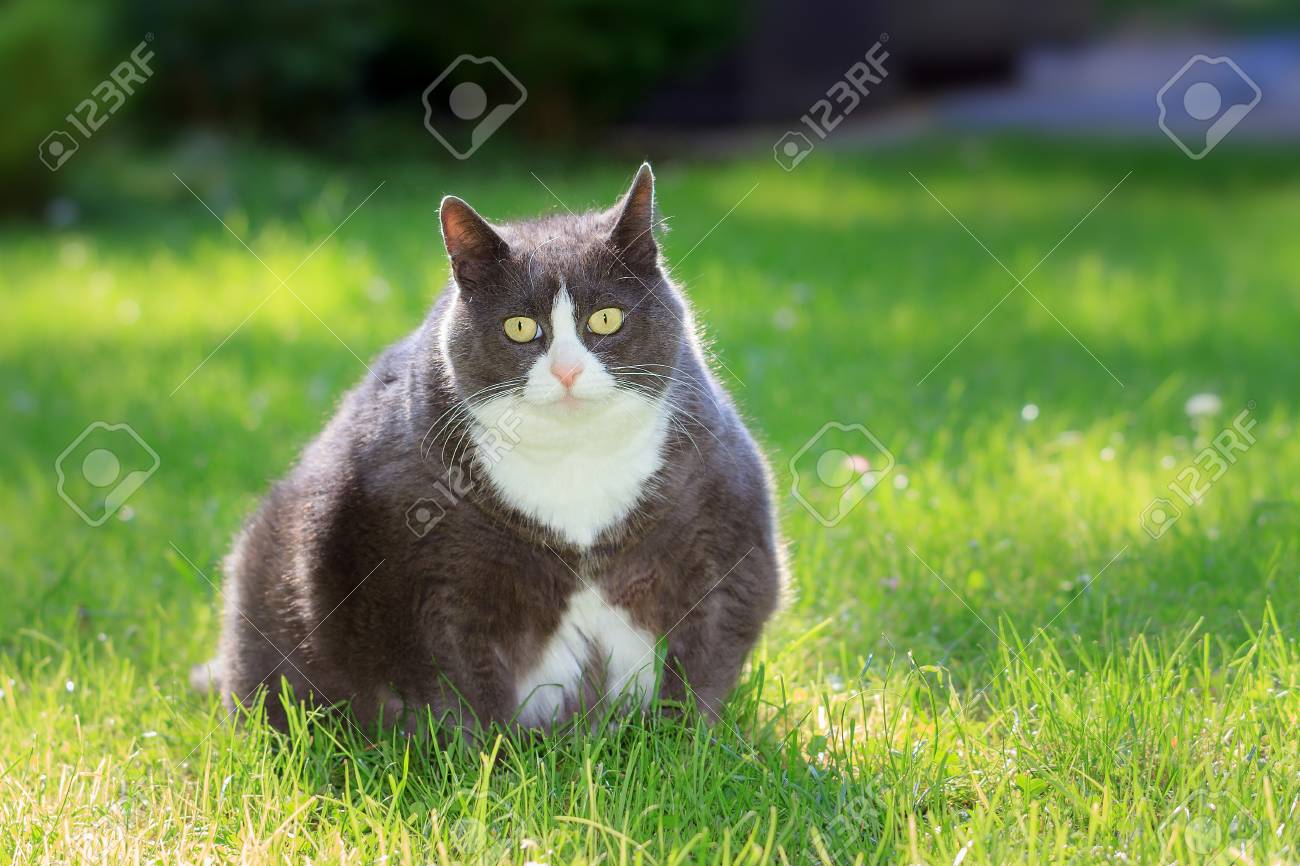 Slight Obese Or Fat Pussy Cat Outside In The Sunny Garden With Fresh Green Slight Obese Or Fat Pussy Cat Outside In The Sunny Garden With Fresh Green