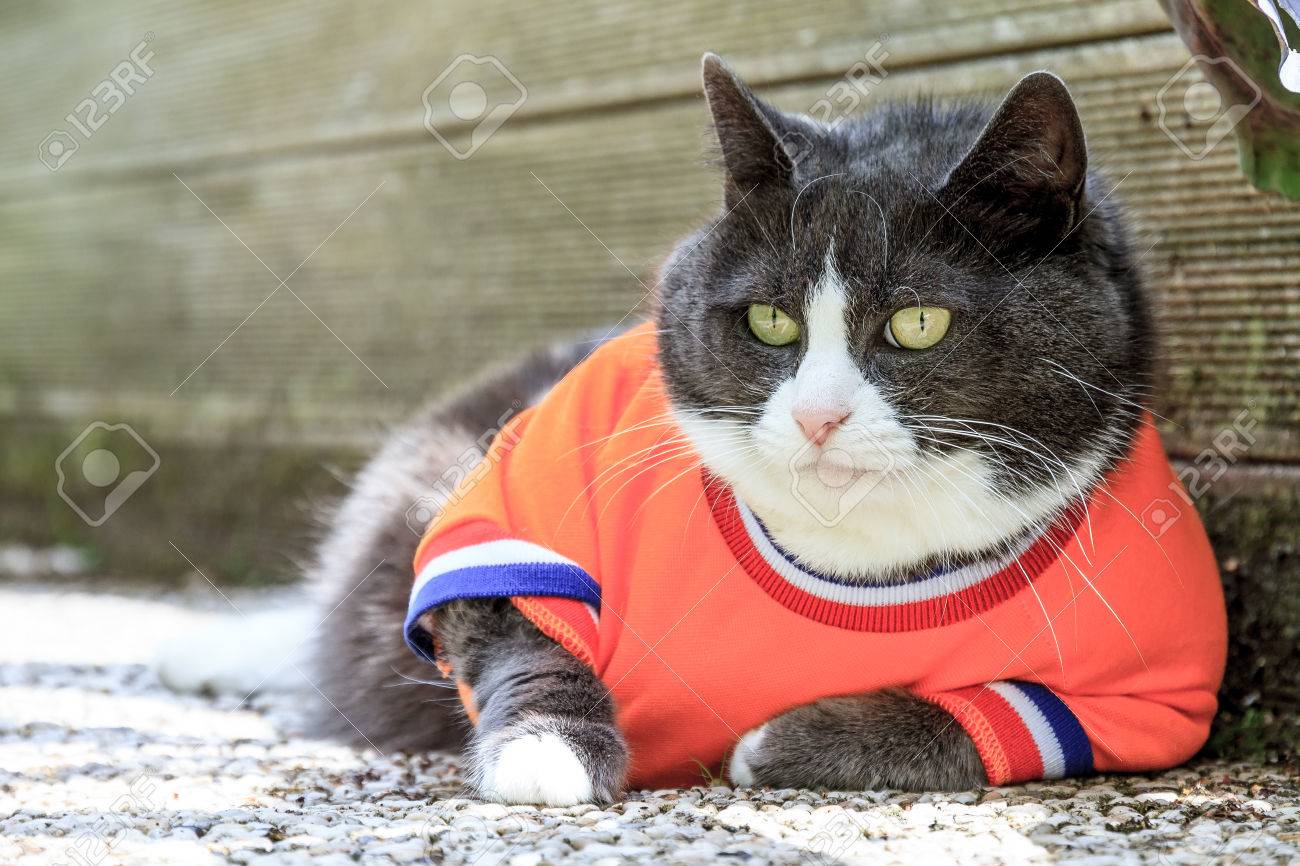 Image Aleatoire D Un Gros Chat Chat Habille En Joueur De Football Pour L Equipe Nationale Neerlandaise De Detente Dans Le Jardin Au Printemps Aux Pays Bas Banque D Images Et Photos Libres De Droits Image