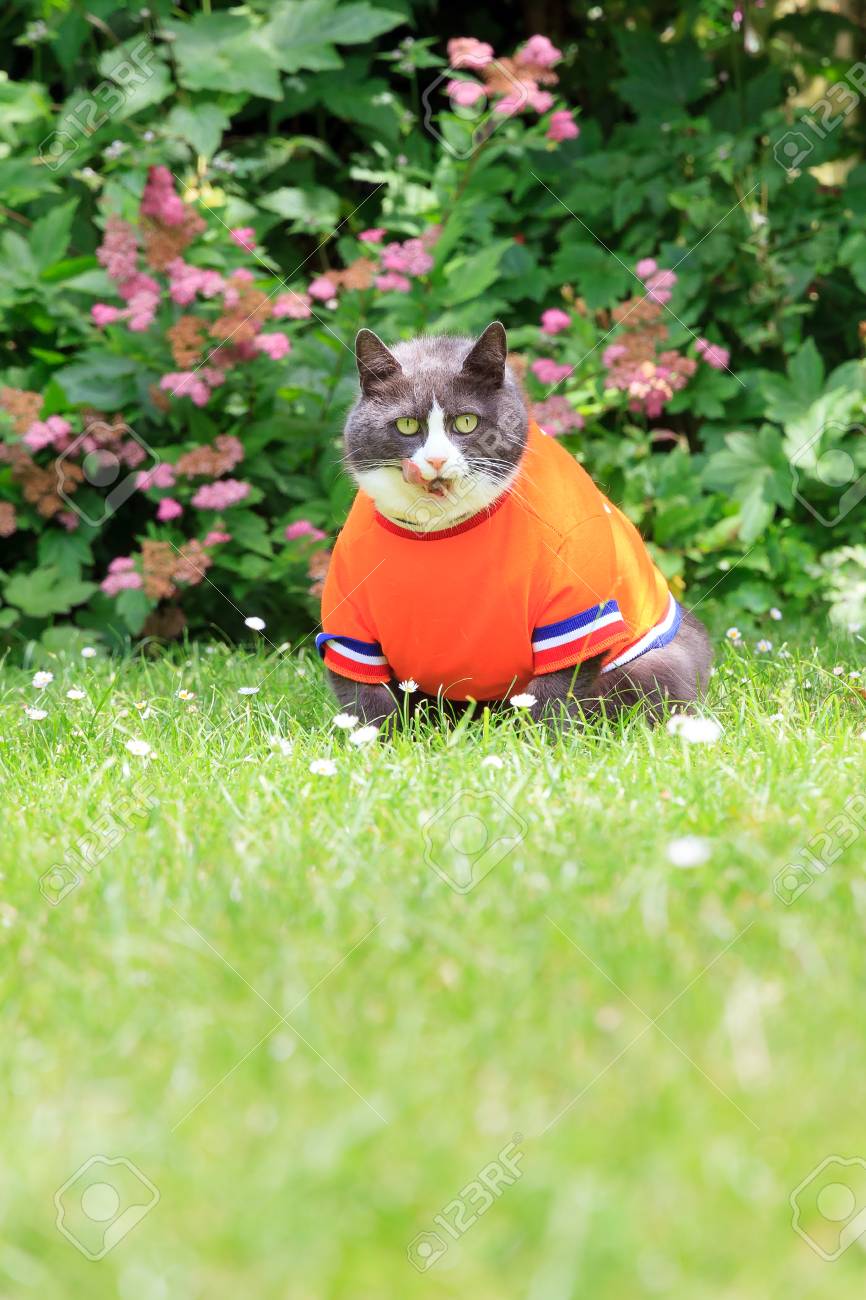 Image Aleatoire D Un Gros Chat Chat Habille En Footballeur Pour L Equipe Nationale Hollandaise Exercant Dans Le Jardin Au Printemps Aux Pays Bas Banque D Images Et Photos Libres De Droits Image