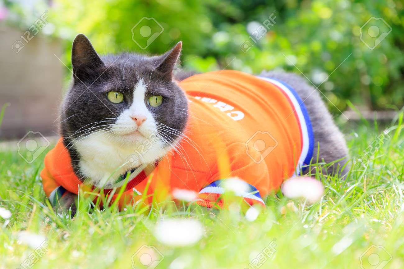 Image Aleatoire D Un Gros Chat Chat Habille En Joueur De Football Pour L Equipe Nationale Neerlandaise De Detente Dans Le Jardin Au Printemps Aux Pays Bas Banque D Images Et Photos Libres De Droits Image