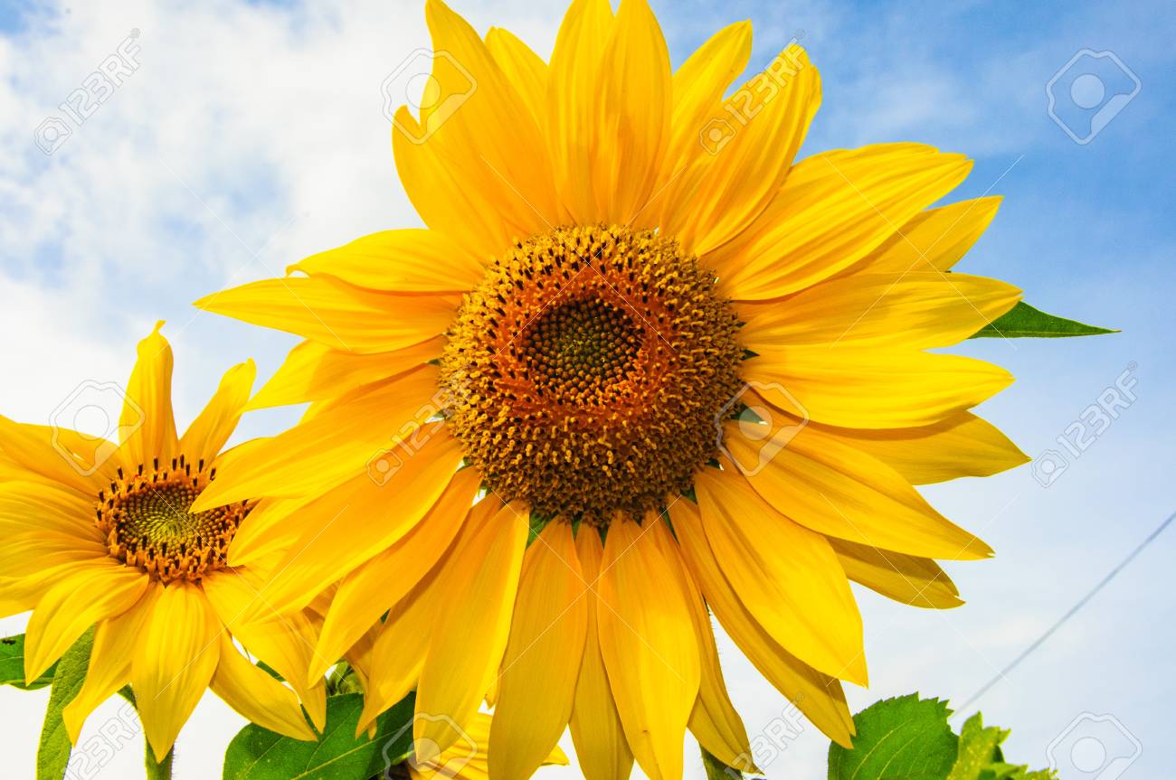 青い空 黄色いひまわりとひまわり の写真素材 画像素材 Image