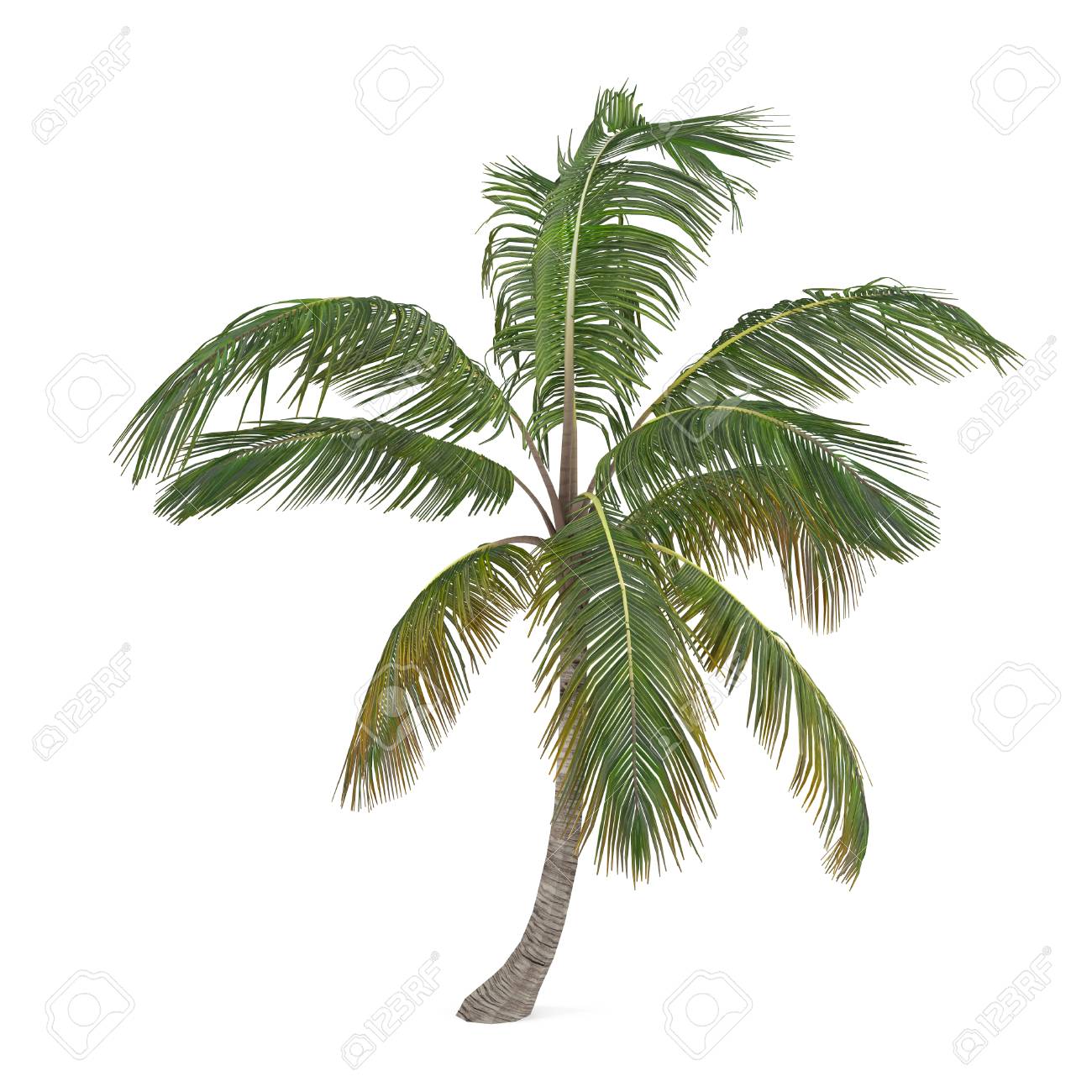 Coco Palmier Isole Cocos Nucifera Banque D Images Et Photos Libres De Droits Image