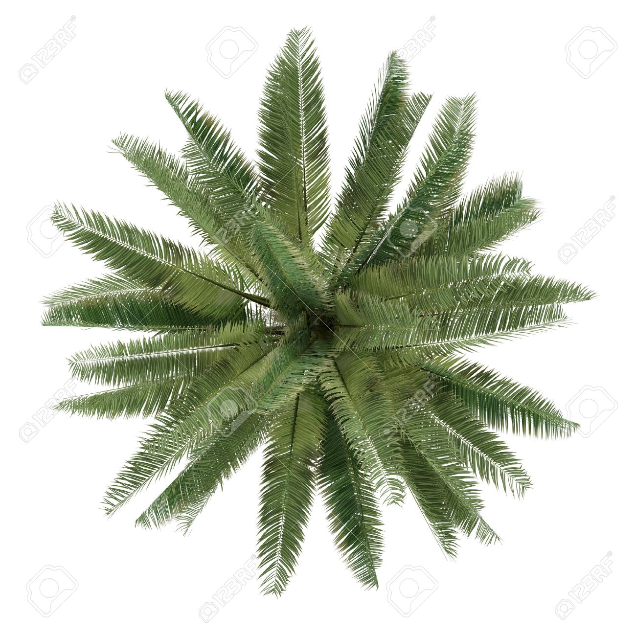 Palm Tree Isolated. Jubaea Chilensis Top View Stock Photo, Picture ... for Palm Tree Top View Png
150ifm Palm Tree Isolated. Jubaea Chilensis Top View Stock Photo, Picture ... for Palm Tree Top View Png
150ifm