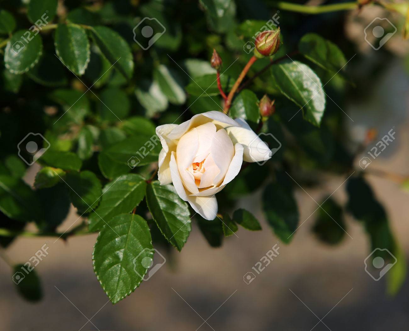 Weisse Rosen Im Garten Lizenzfreie Fotos Bilder Und Stock Fotografie Image 28422624