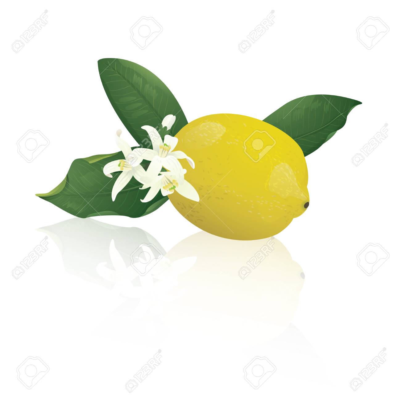 レモンの花を持つ のイラスト素材 ベクタ Image