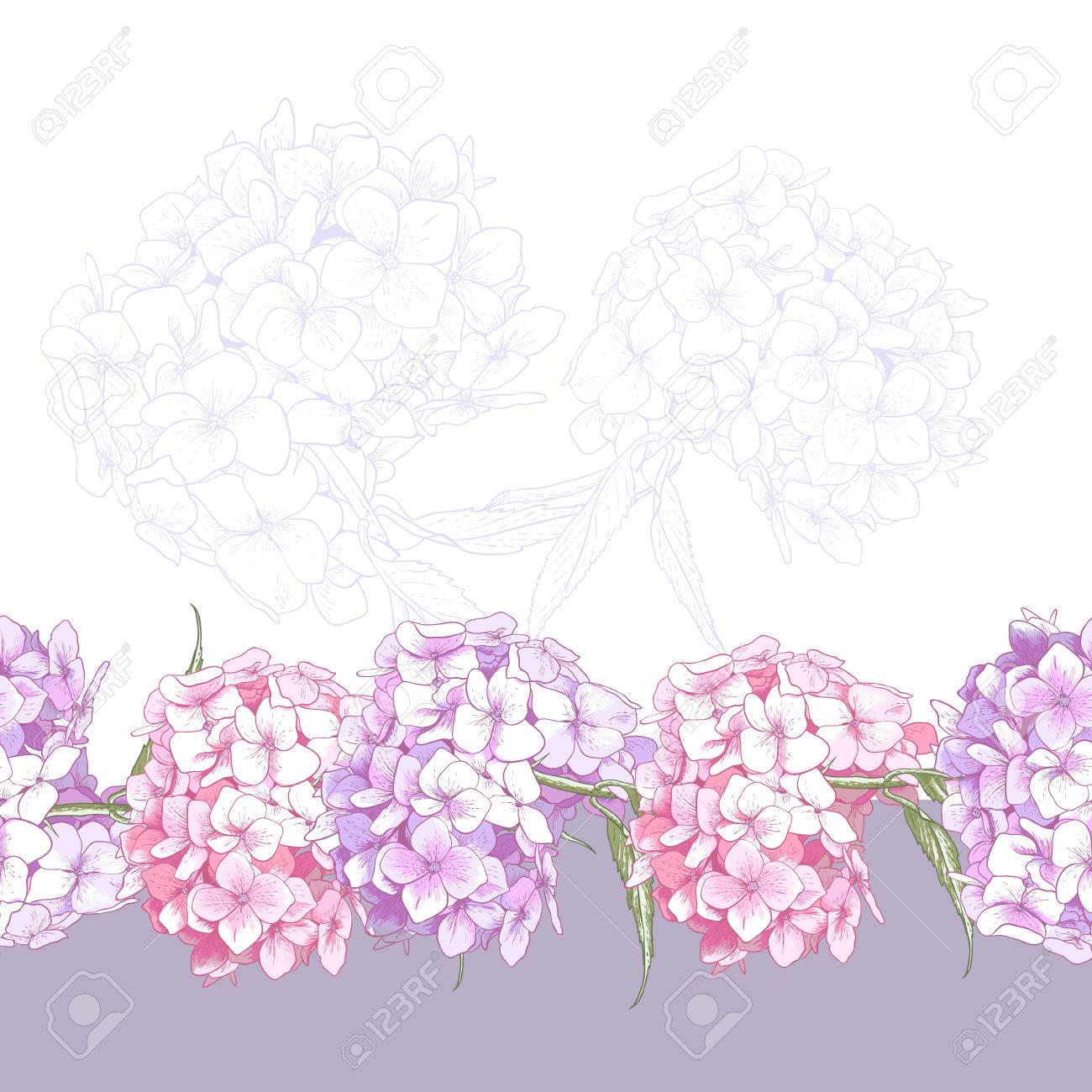 美しいピンクのアジサイ ビンテージ シームレスな花柄ボーダー植物ベクトル イラストのイラスト素材 ベクタ Image