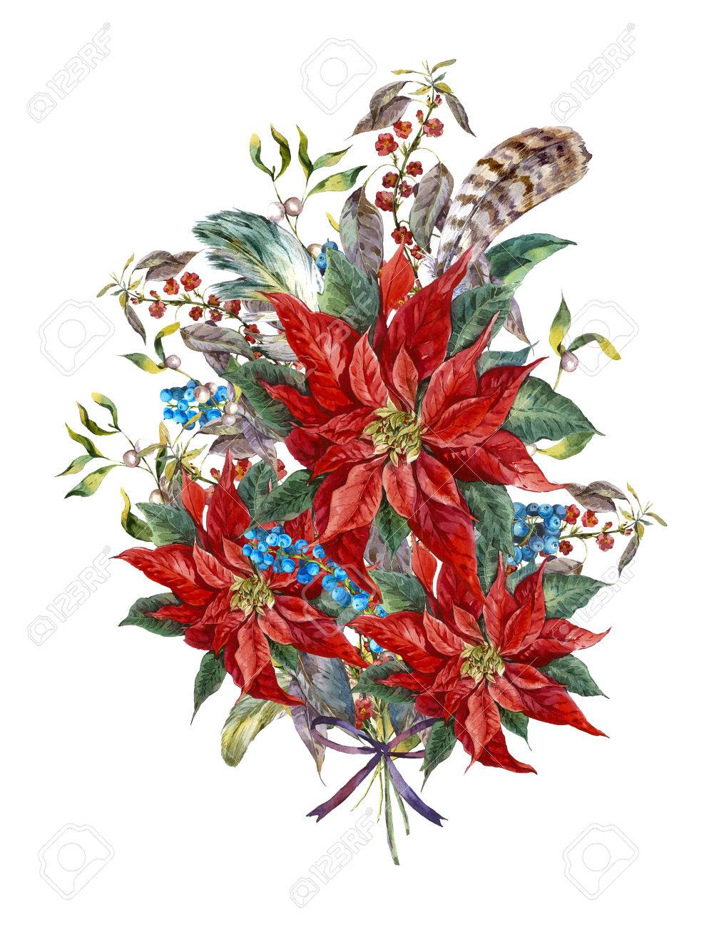水彩ヴィンテージ花グリーティング カード クリスマス青い果実 ポインセチアと羽 植物の水彩イラスト の写真素材 画像素材 Image